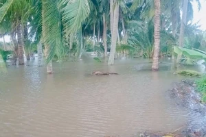 Nước biển dâng phá bờ bao, nguy cơ sập toàn bộ tường hắt sóng tuyến kè Hiệp Thạnh