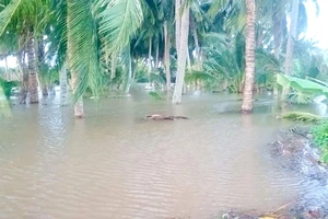 Trà Vinh công bố tình huống khẩn cấp sự cố sạt lở đê bao khu vực Cồn Hô