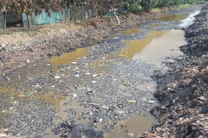 Phát hiện công ty xả nước thải từ hột xoài ra môi trường ở Đồng Tháp