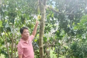 Trộm 2 trái mít trị giá 387 ngàn đồng mà vẫn bị khởi tố, vì sao?