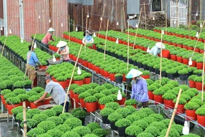 Đồng Tháp trưng bày 1.000 giống hoa, kiểng tại Festival Hoa – Kiểng Sa Đéc lần thứ II