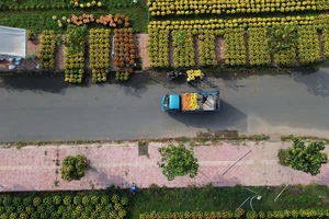 Vĩnh Long: Không yêu cầu giấy xác nhận khi vận chuyển hoa, kiểng dịp Tết