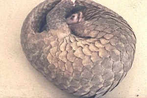 Cần Thơ: Người dân mang nộp con tê tê quý hiếm nặng hơn 3kg