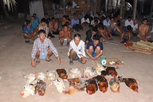 Triệt xoá tụ điểm đá gà ăn tiền với 35 người liên quan