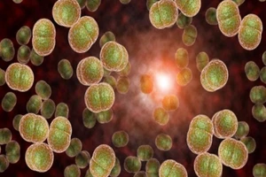 Cà Mau công bố kết thúc ổ dịch não mô cầu liên quan trại giam Cái Tàu