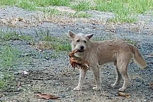 Người bán thịt chó tử vong vì bệnh dại, cơ quan chức năng truy vết nguồn lây