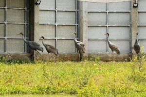 Đồng Tháp kiến nghị đưa bảo tồn Sếu đầu đỏ vào chương trình đa dạng sinh học cấp quốc gia