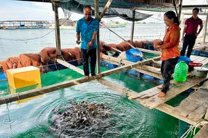 Nuôi cá lồng bè ở đảo Nam Du: Sinh kế giữa trùng khơi và đòn bẩy từ vốn tín dụng