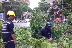 'Không thể trồng cây theo ý thích của anh ba, anh bảy'