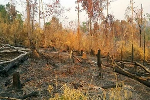 Chuyển công an điều tra vụ phá gần 5 ha rừng để làm rẫy 