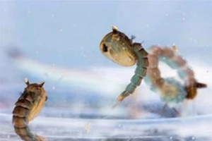 Nhiều đội xung kích diệt bọ gậy chưa nhận được tiền