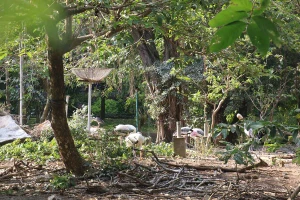 Chuyện ly kỳ ở Thảo Cầm Viên: Nỗi buồn của con vạc lẻ bầy 