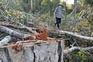 Rừng tự nhiên Đắk Lắk lại bị 'xẻ thịt' dịp tết