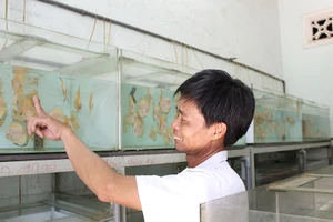 Nông dân Củ Chi nuôi cá dĩa: Nuôi chơi, lời hàng chục triệu đồng