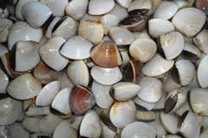 Không có hiện tượng nghêu chết hàng loạt ở Cần Giờ