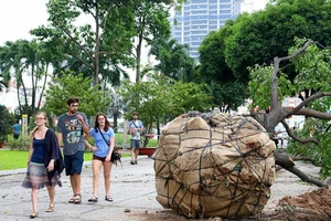 Chùm ảnh: Bứng dưỡng và đốn hạ 75 cây xanh làm metro