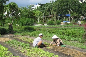 Vườn rau Lộc Hưng. Ảnh: PLO