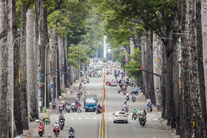 Chủ tịch TP.HCM chỉ đạo rà soát hệ thống cây xanh, đảm bảo an toàn mùa mưa bão