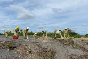 Thủy điện Srêpốk 3 hưởng ứng tết trồng cây