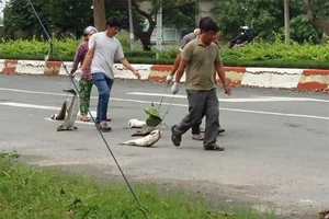 Công bố nguyên nhân cá chết tại Vũng Tàu
