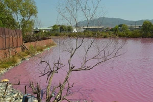 Bà Rịa-Vũng Tàu: Cả vùng nước chuyển màu đỏ tím