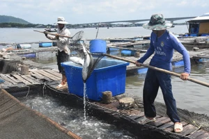  Lý giải hiện tượng cá lồng bè ở Vũng Tàu chết nhiều