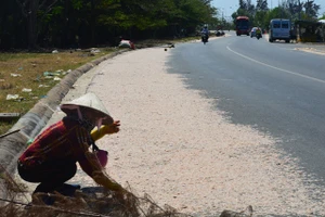 Trúng mùa ruốc, ngư dân Hồ Tràm thu tiền triệu mỗi ngày