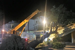 Xà cừ cổ thụ bật gốc, đổ ngang đường ở Vũng Tàu