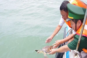 Người dân Vũng Tàu mua đồi mồi để thả lại biển