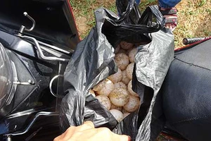 Vợ chồng cùng bị tù tội vì bán trứng, thịt vích