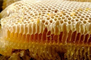 Nhiều cán bộ ở Bà Rịa - Vũng tàu bị lừa mua mật ong rừng