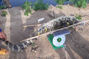 Đã bắt được con cá sấu dưới hồ nước ở Vũng Tàu