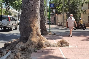 Lãnh đạo TP Vũng Tàu nói về việc chặt 51 cây làm đường