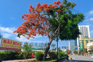 Cận cảnh cây phượng 'hai lòng' ở Vũng Tàu khiến vạn người muốn check in