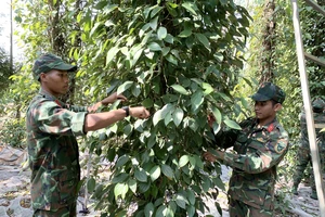 Tiêu rớt giá, Bộ đội giúp người dân thu hoạch