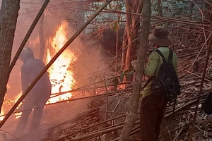 Bà Rịa-Vũng Tàu: Kịp thời khống chế đám cháy trên Núi Dinh