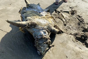 Một con vích bị rạch bụng lấy trứng, nội tạng ở Côn Đảo