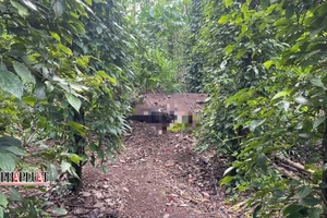 Bà Rịa-Vũng Tàu: Một phụ nữ tử vong bất thường trong rẫy tiêu