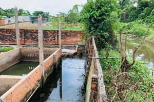 Bà Rịa - Vũng Tàu: Nhiều hộ dân kêu cứu vì trại nuôi heo xả thải