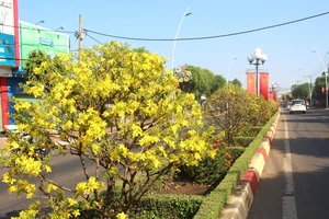 Con đường hoa mai với 1.000 cây, dài 5 km 'độc nhất vô nhị' ở Việt Nam