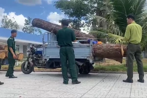 'Lâm tặc' phá rừng, trộm gỗ quý ở Khu Bảo tồn thiên nhiên Bình Châu - Phước Bửu