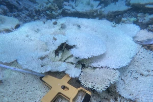 Vườn quốc gia Côn Đảo lý giải nguyên nhân san hô bị tẩy trắng số lượng lớn