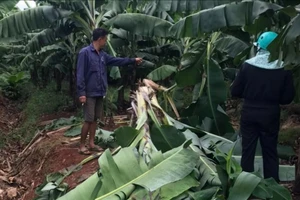 Bà Rịa - Vũng Tàu: Kiểm lâm phát cảnh báo nghi vấn 1 cá thể gấu phá hàng trăm cây chuối