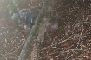 1 người bị gỗ đè tử vong trong khu bảo tồn Bình Châu - Phước Bửu