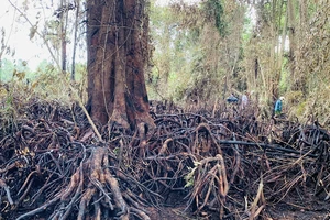 Hơn 200 người dập tắt đám cháy rừng tại di tích lịch sử Bàu Sen