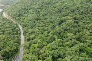 Tiềm năng bán tín chỉ carbon từ rừng, biển Côn Đảo lớn đến đâu?