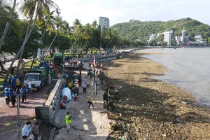 Nghiên cứu tận dụng rác lục bình trôi dạt vào bãi biển Vũng Tàu làm giá thể trồng rau