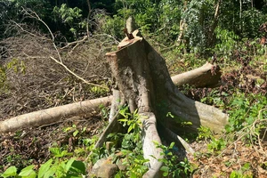 Kiểm tra rừng tự nhiên có dấu hiệu bị chặt tại đặc khu Côn Đảo