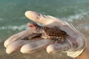 Côn Đảo: 14 con rùa biển bạch tạng hiếm gặp nở trong một tổ trứng 