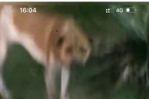 Truy tìm con chó tấn công bé gái khi đang chơi tại quảng trường biển Phước Hải